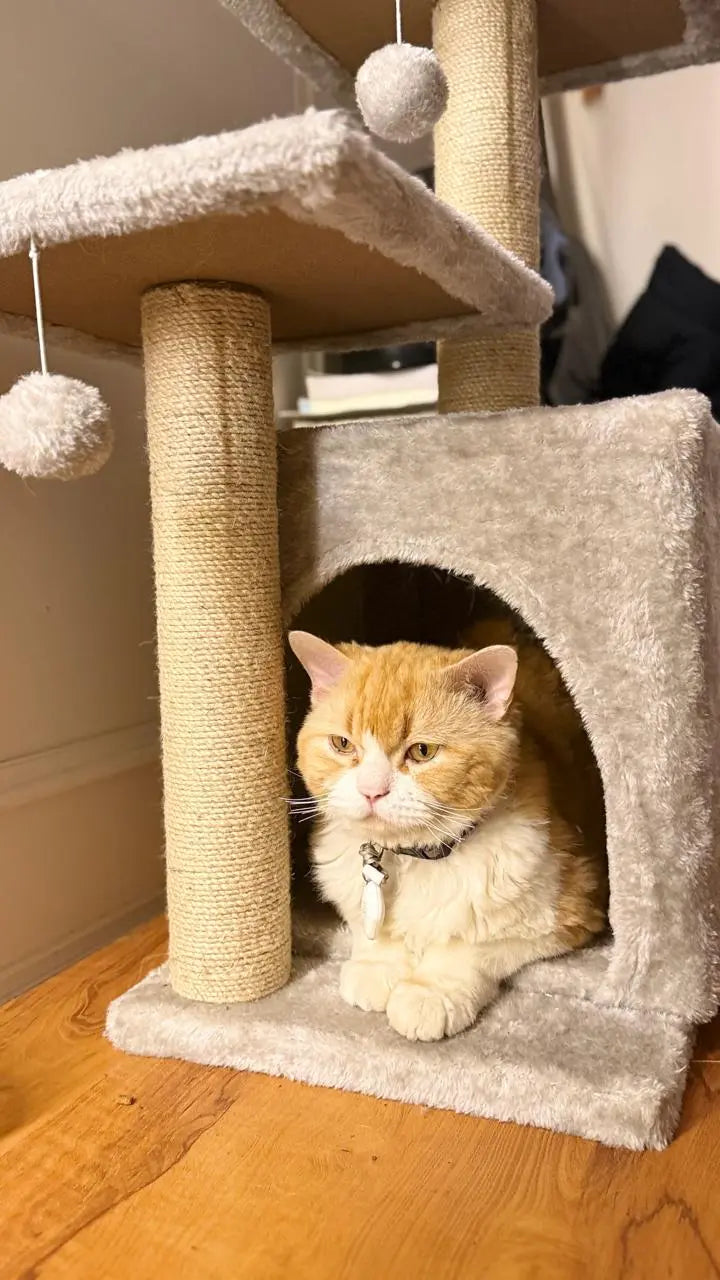 Best Cat Beds for Indoor Cats – Soft & Cozy Beds
