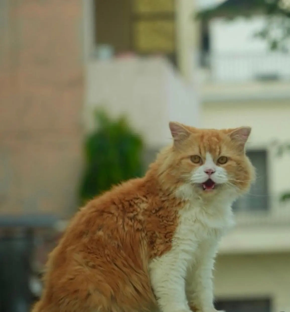Cat Grooming Products India – Brushes, Shampoos & Kits